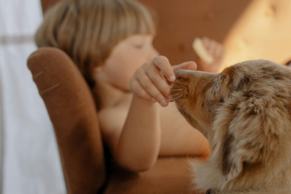 Enfant jouant joyeusement avec son chien, reflétant les précieux souvenirs d'enfance et le lien unique avec l'animal de la famille